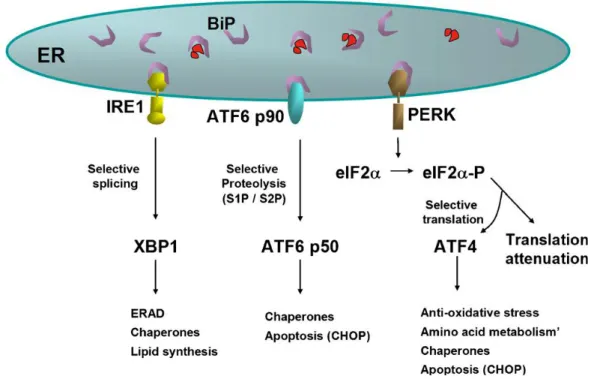 Figure 9 ER and the unfolded protein response (Malhotra and Kaufman, 2007) 