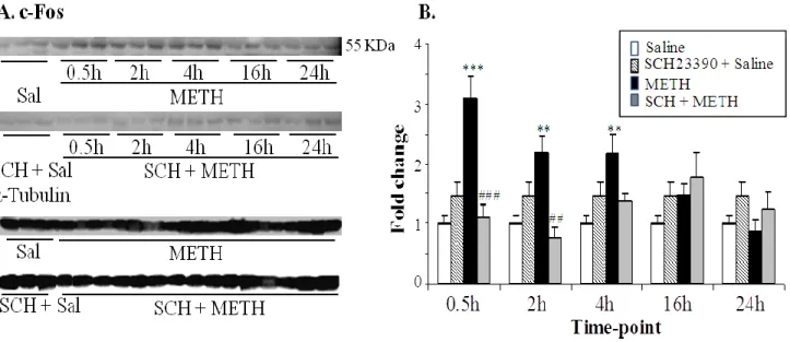 Fig.  2.  Effects  of  METH  and  SCH23390  on  c-Fos  protein  level.  (A)  Representative 