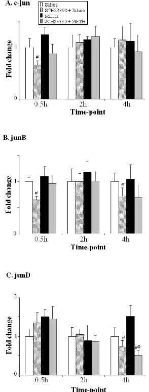 Fig. 3. Effects of METH and SCH23390 on the levels of jun transcripts. The expression of (A) 