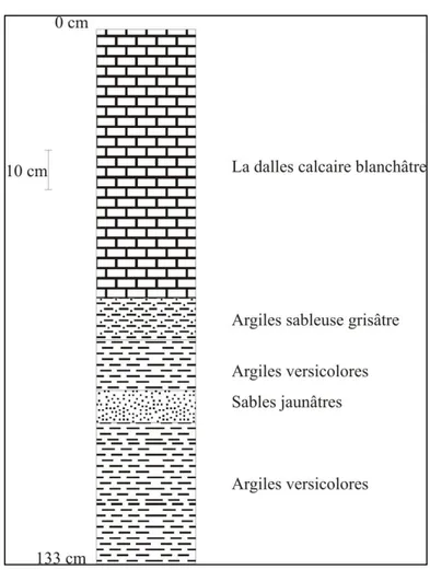 Figure 18 : Coupe lithostratigraphique du transect de Touadjer. 