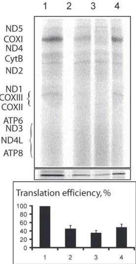 Figure  24 :  Etude  de  la  traduction  mitochondriale  in  vitro  par  marquage  à  la  méthionine  35 S  dans  les 