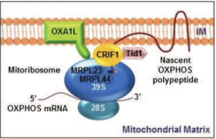 Figure 10 : Schéma des acteurs impliqués dans l’intégration des protéines mitochondriales dans la membrane  interne mitochondriale (Kim, Kwon et al