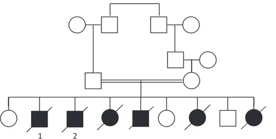 Figure 19 : Arbre généalogique de la famille AZ. 