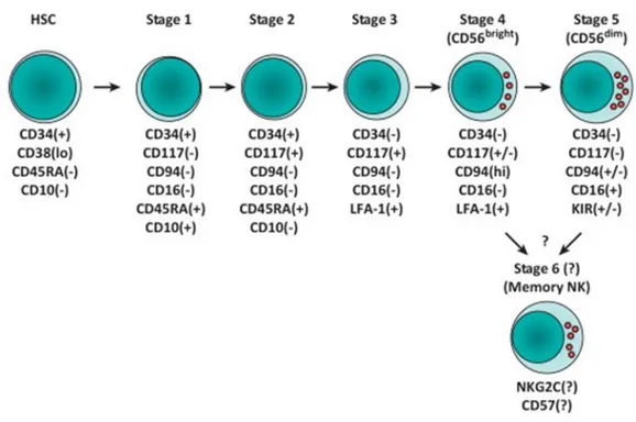 Figure 1. Modèle de développement in vivo des cellules NK humaines. Cette figure illustre 