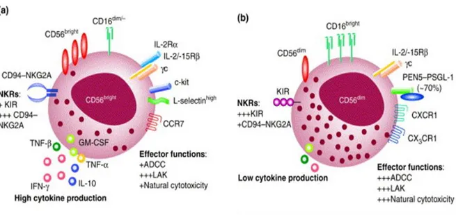 Figure 2. Phénotype et fonctions des cellules NK CD56 dim et CD56 bright  [21]. 