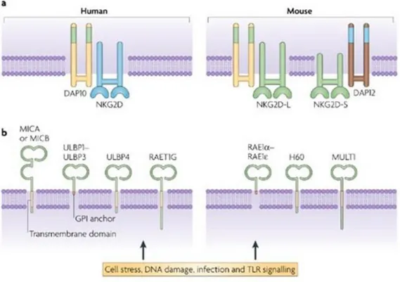Figure 5. NKG2D et ses différents ligands chez l’homme et chez la souris [86]. 