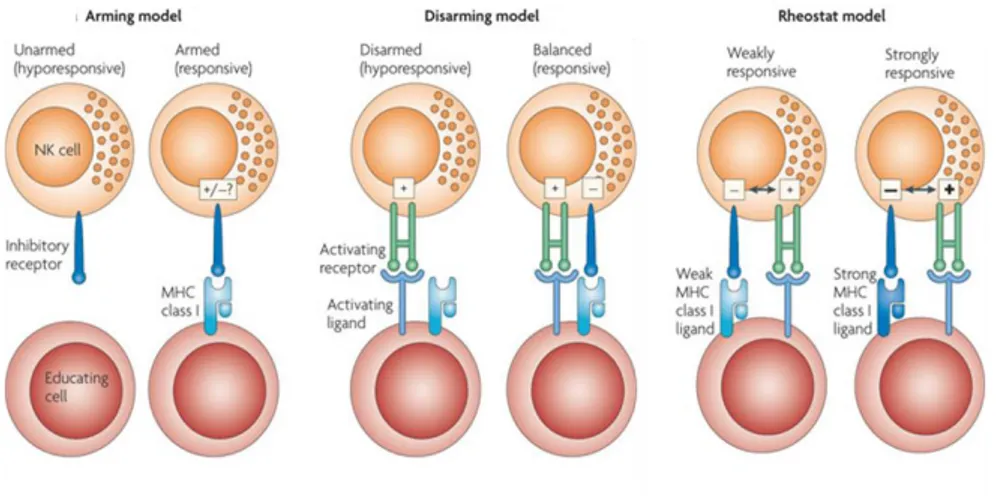Figure 6. Les différents modèles proposés pour l’éducation des cellules NK, adapté de 
