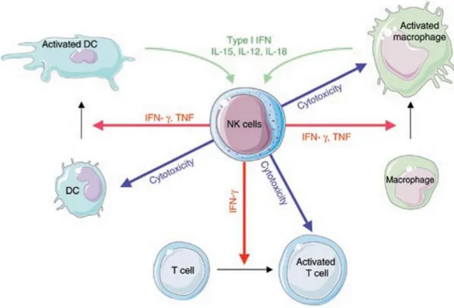 Figure 7. Régulation de la réponse immune à travers les différentes interactions entre les  cellules  NK  et  les  cellules  dendritiques,  les  macrophages  ou  les  lymphocytes  T