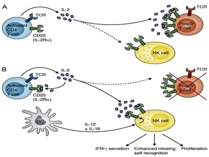 Figure 8. Les interactions entre les cellules NK et les lymphocytes T. A) Les lymphocytes 