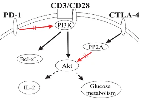 Figure  11.  CTLA-4  et  PD-1  inhibent  l’activation  de  Akt  en  ciblant  des  molécules  de  signalisation différentes