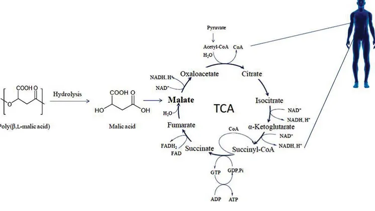 Figure I-22. Dégradation hydrolytique du PMLA (cycle de Krebs) [290].  II-3- Principales applications biomédicales des polyesters  