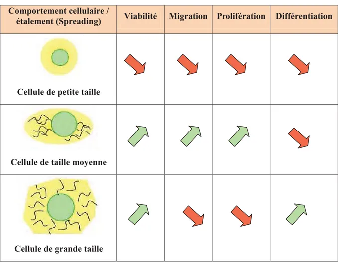 Tableau I-8. Corrélation entre la force d’adhésion et le comportement cellulaire [318]