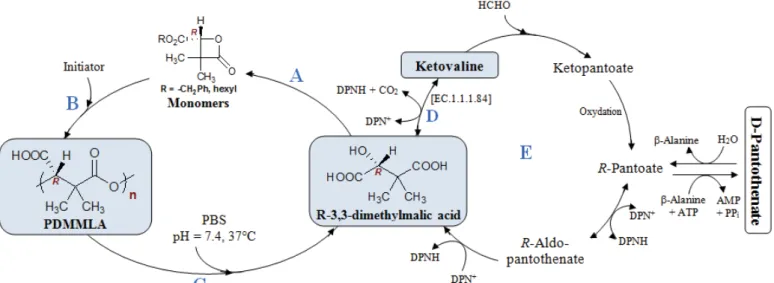 Figure I-24. Structure du poly(E-acide [R,S]-3,3-diméthylmalique)  PDMMLA. 