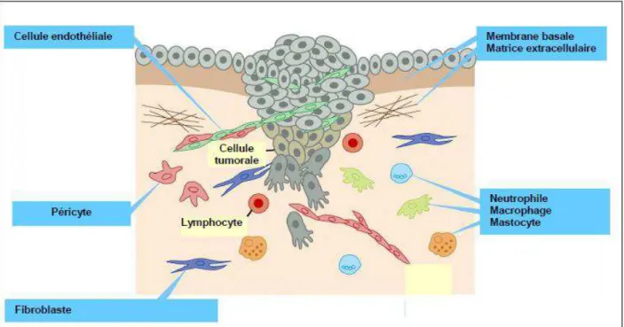 Figure 1 : Le  microenvironnement composé de différents types cellulaires  (Weinberg, 2007)