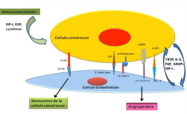Figure  6 :  Interactions  des  cellules  endothéliales  et  avec  les  cellules  tumorales  (Mirshahi,  2010)