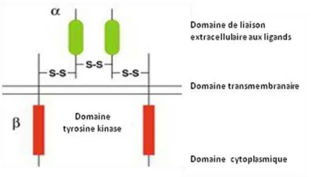 Figure 8 : Structure schématique du récepteur IGF-IR 