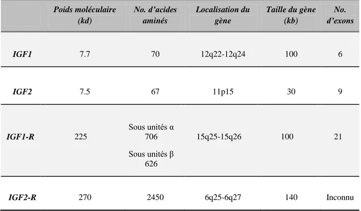 Tableau 1: Caractéristiques moléculaires des membres de la famille IGF (Yu et Rohan, 2000)