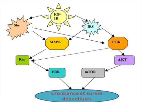 Figure 10 : Interconnexions entre les voies  de signalisations de l’IGF-IR 