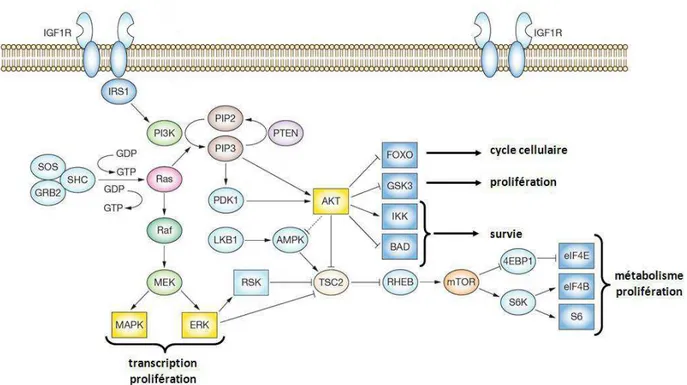 Figure 12 : Les voies de signalisations IGF-1R (Tao et al., 2007)  