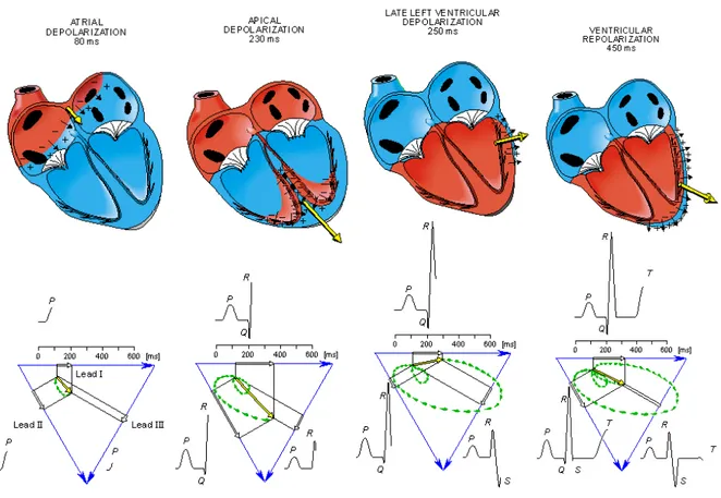 Figure 2.3: Etapes de la progression de la contraction cardiaque et composantes corre- corre-spondantes d’un électrocardiogramme (d’après Bembook [MP95]).
