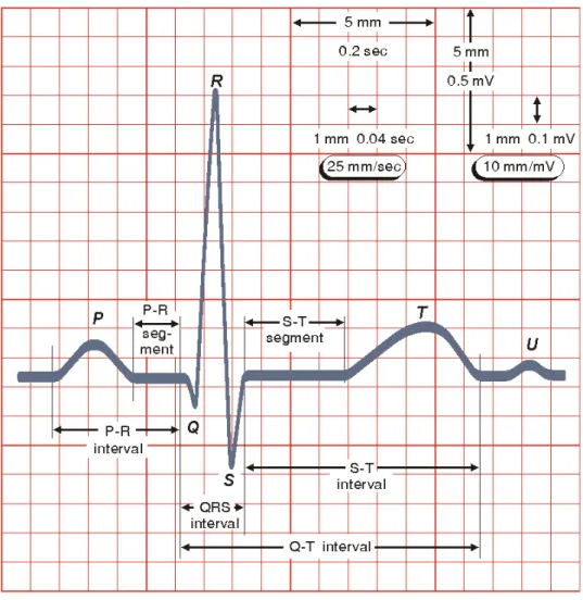 Figure 2.5: L’ECG d’un cycle cardiaque normale. • L’onde P, représente la dépolarisation auriculaire,