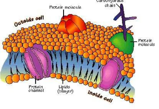 Figure 3.1: Représentation schématique de la membrane cellulaire. Source: www. bio-energetik.ca/images/cell_membrane.jpg