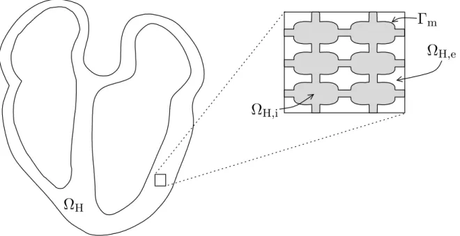 Figure 3.3: Coupe du cœur avec les domaines intra et extra-celullaire : Ω H,i et Ω H,e