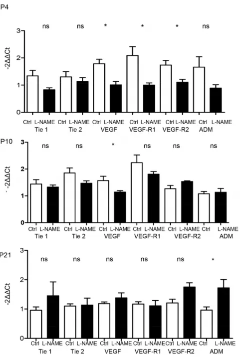 Figure 8. Effect of L-NAME-induced IUGR on mRNA expression of factors involved in angiogenesis at day 4, 10 and 21