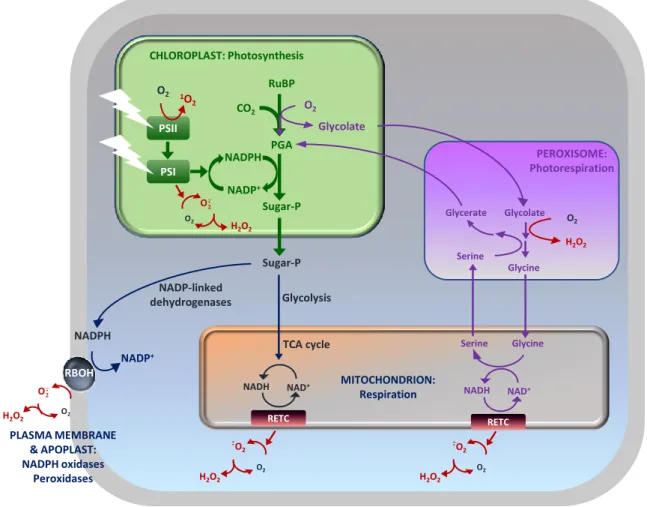 Figure 1.2. The basics of ROS formation in plants. PGA, 3-phosphoglycerate. PSI/II, photosystem I/II