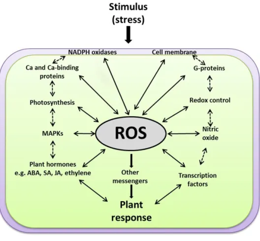 Figure  1.3.  A  scheme  explaining  how  ROS  function  at  the  cross-roads  of  various  key  signaling  events