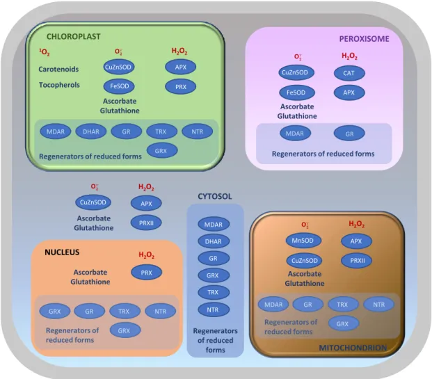 Figure 1.4. Plant antioxidative systems and their localization within the cell. APX, ascorbate peroxidase