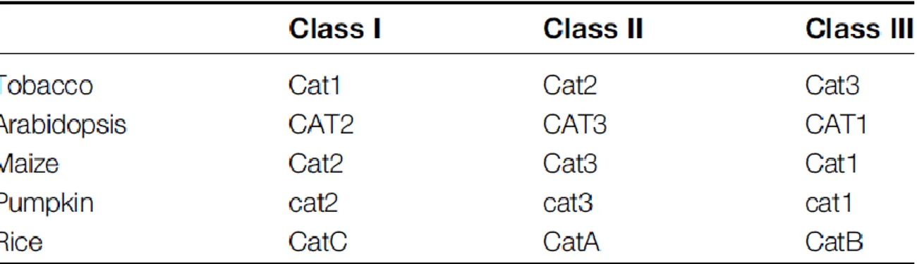 Table 1.1. Probable classification of the three CATs found in different plant species (taken from Mhamdi et al., 2010a)
