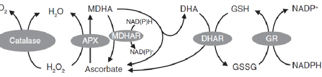 Figure  1.5.  Two  of  the  major  pathways  for  H2O2  metabolism  in  plants.  APX,  ascorbate  peroxidase;  MDHA, 