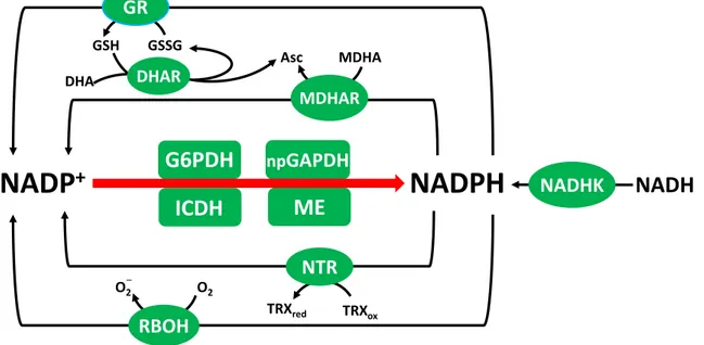 Figure  1.6.  Some  NADPH-producing  and  consuming  reactions  in  the  cytosol.  G6PDH,  glucose-6-phosphate 