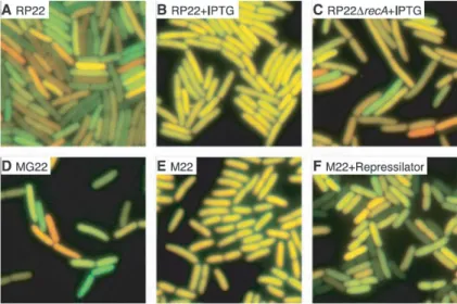 Fig. 2.3: L’expression de la cfp et celle de la yfp sont combinées sur une même image en vert et en rouge