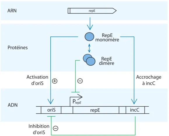 Fig. 4.1: Mécanisme de régulation de la réplication du plasmide F par l’intermédiaire de repE et de incC.