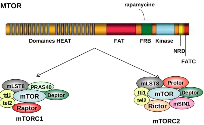 Figure 3. Structure de la sérine/thréonine kinase mechanistic Target Of Rapamycin (mTOR) et des deux  complexes mTORC1 et mTORC2 