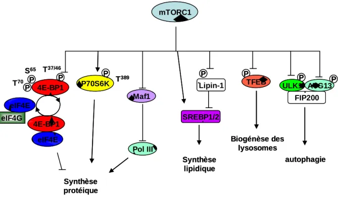 Figure 5. Les principales cibles de mTORC1  