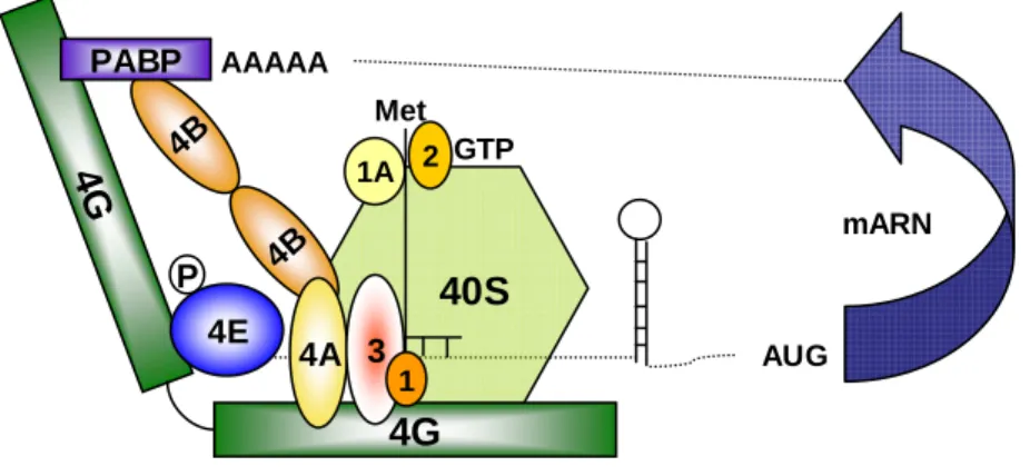Figure 6. Complexe 48S d’initiation de la traduction .  Figure adaptée de (Blagden and Willis, 2011) 
