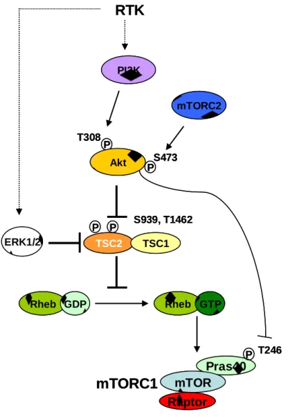 Figure 7. Régulation de mTORC1 en aval des facteurs de croissance 