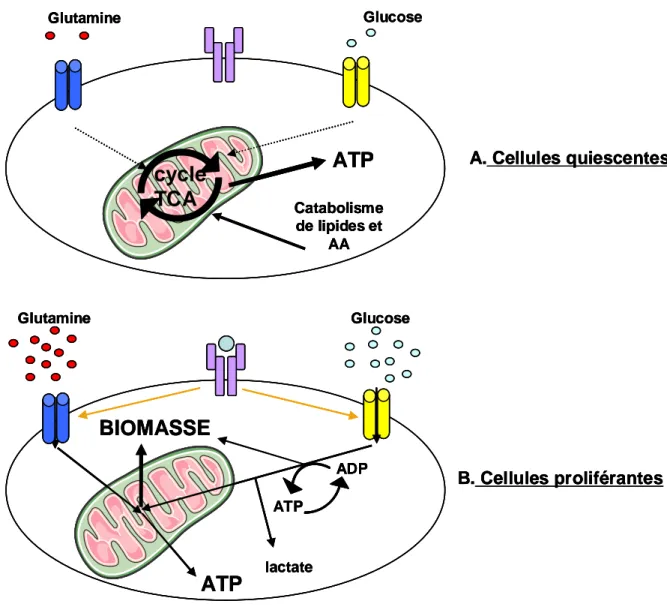 Figure  11 :  Différence  de  métabolisme  entre  cellules  quiescentes  et  cellules  en  prolifération,  inspiré  de 