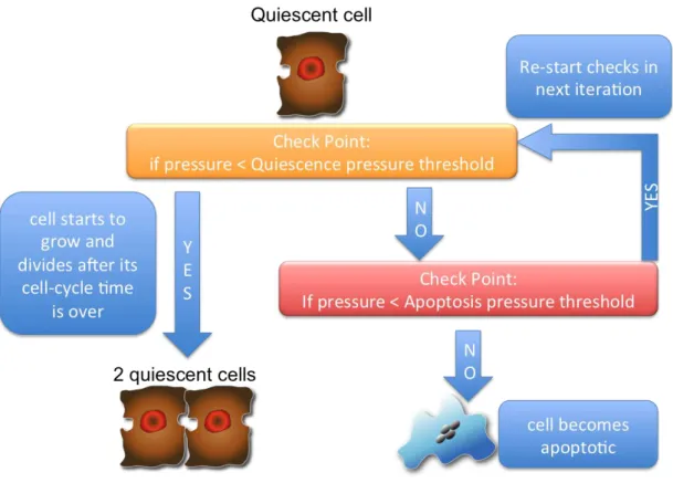 Figure 1.2: Growth control: We mainly used this growth control. After division, the cell is quiescent