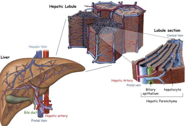 Figure 3.1: Organization in liver: From left to right, the scheme zooms in to illustrate different scales in liver
