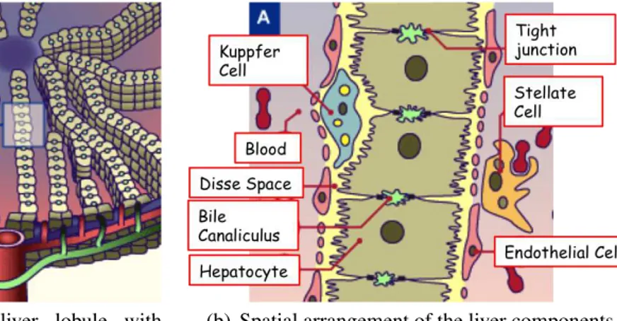 Figure 3.2: Organization in liver: (a) Schematic illustration of liver lobule and (b) mag- mag-nification of internal organization of the components