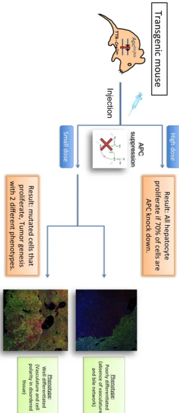 Figure 3.5: Experimental input: scheme of the pilot experiment that provided most of the biological material used in this chapter