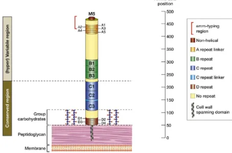 Figure 5. Structure of the M protein  