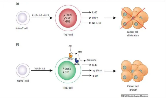 Fig.  6  Effets  des  cellules  T  helper  sur  la  croissance  tumorale.   a)  Les  cellules  différenciées  en  Th17  en  absence  de  TGF-β  expriment  le  facteur  de  transcription  Tbx21  pour  Th1,  et  sécrètent  l’IFN-γ  mais  pas  IL-10