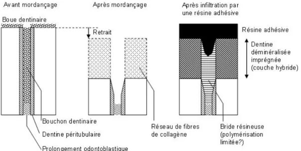 Figure 1.24 – Illustration schématique de la formation de la couche hybride dans le cas d’un système M &amp;R (d’après [IHHS93])