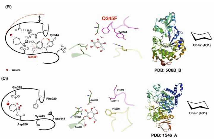 Figure 6: The homologues and mutant version of sucrose phosphorylase structures.