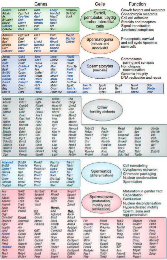 Table  1:  Gènes  impliqués  dans  l'infertilité  masculine  mis  en  évidence  par  le  modèle  murin  (Matzuk  and  Lamb, 2008) Les gènes présentés en bleu représentent laccroissement  des connaissances sur le sujet (et  donc  du nombre de gènes connus 